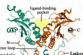重磅！国内首例小分子肿瘤免疫疗法的“黑马”-STING激动剂类抗肿瘤药物获批进入临床阶段研究