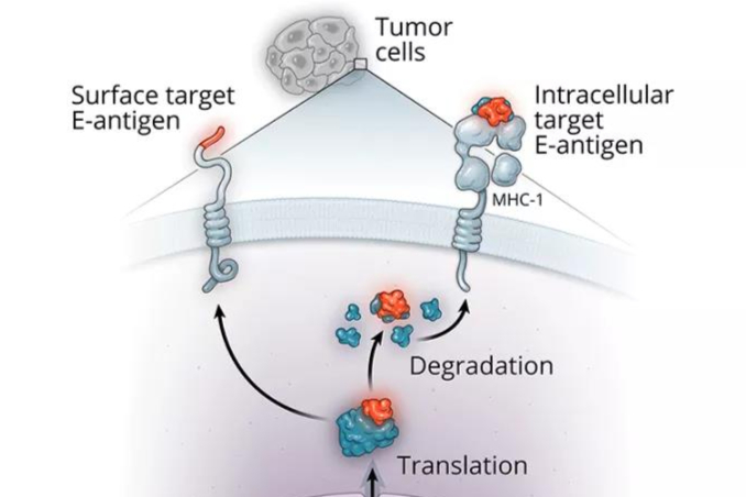 加速新型细胞治疗开发|获A轮9000万美元融资