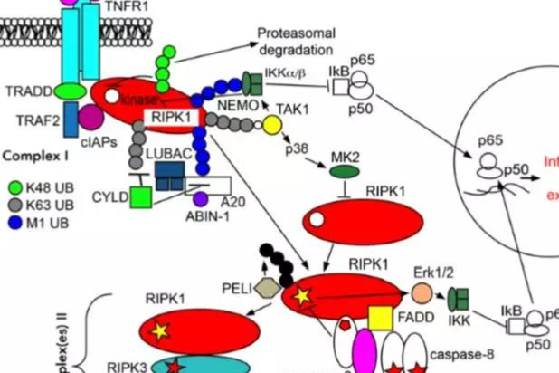 海和药物IPO被暂缓审议，发审委犀利问询，问题究竟在哪？