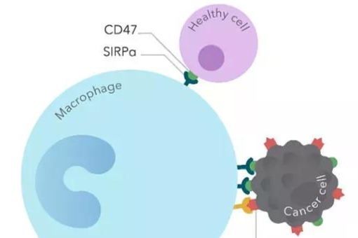 正大天晴布局黄金赛道！信达|宜明昂科|天境生物|首款CD47药物将花落谁家？