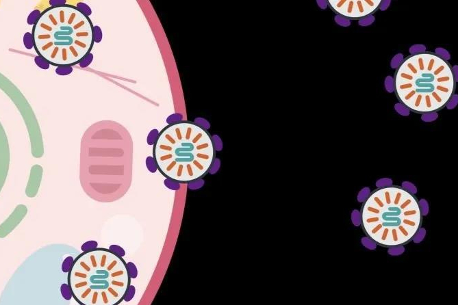 CRISPR先驱张峰发现全新mRNA递送系统