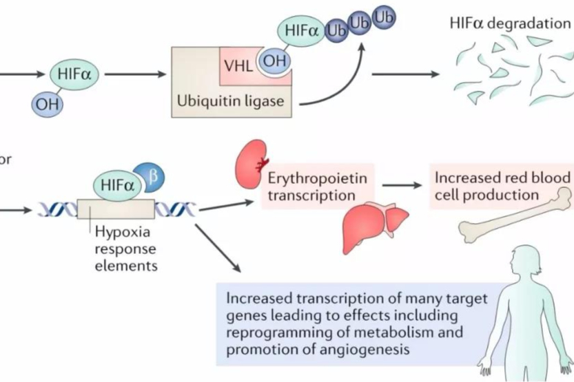 罗沙司他中日欧批准|美国拒绝|FIC新药冰火两重天