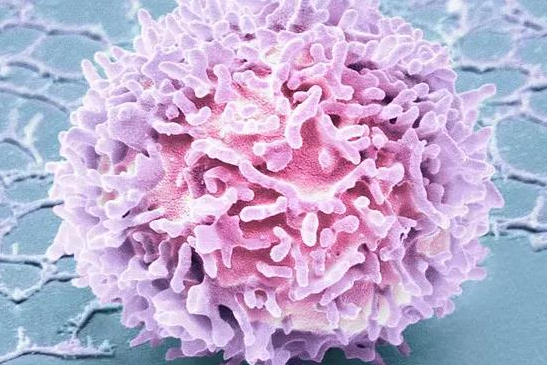 新锐！再凌生物完成4500万美元首轮融资，开发NK细胞治疗