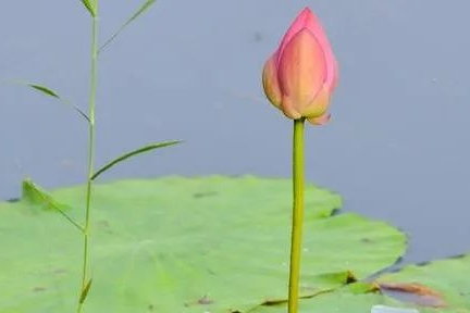 HUYA崭露头角：从中国淘金的海外的Biotech