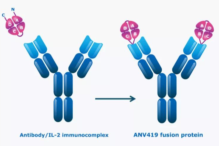 Anaveon完成B轮融资！近1.2亿美元用于开发IL-2激动剂