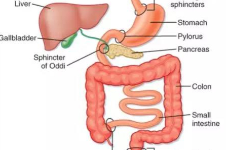 从药物体内吸收过程认识制剂开发