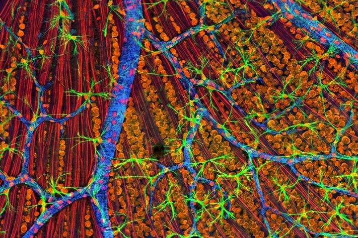 Satellite Bio完成1.1亿美元融资，正式走出隐身模式