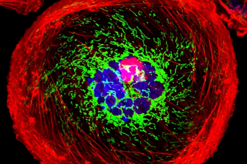 开发CD24靶向免疫疗法！新锐公司完成7600万美元A轮融资