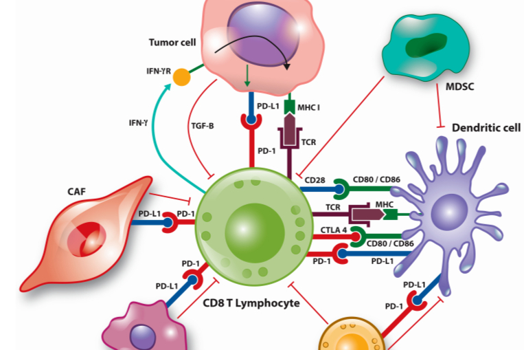 肿瘤免疫微环境生物标志物与免疫治疗反应