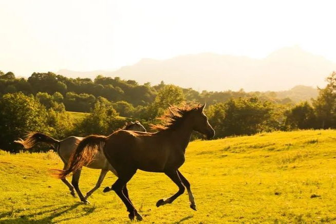 基因治疗撞线者，BioMarin罕见病深度布局