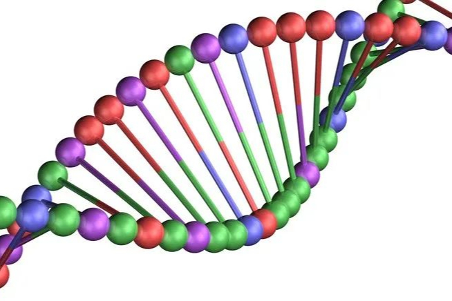 森朗生物管线梳理！创新型免疫细胞治疗药物研发者