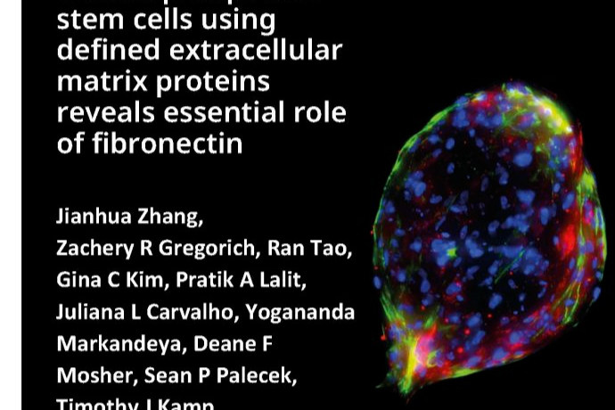 新发现！从干细胞中形成人类心脏细胞