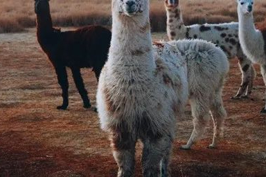 新药早期开发中关键理化性质考量-溶解度、溶出与体内吸收