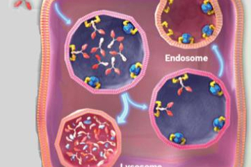 续命的优先审评券转卖！Argenx以1.2亿美元从蓝鸟生物手中购入