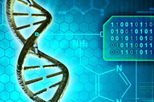 基因编辑技术治疗小鼠心脏病：研究结果明显，疗效好！