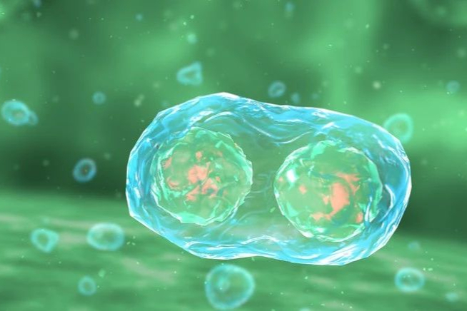 6200万美元！Garuda完成B轮融资，推进细胞疗法