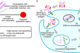 ADC药物时代，后来居上者，如何实现弯道超车?