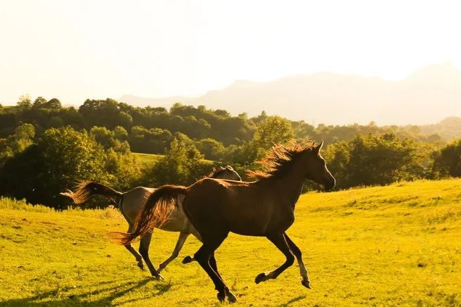 国内首仿！21亿销量，心衰患者的福音