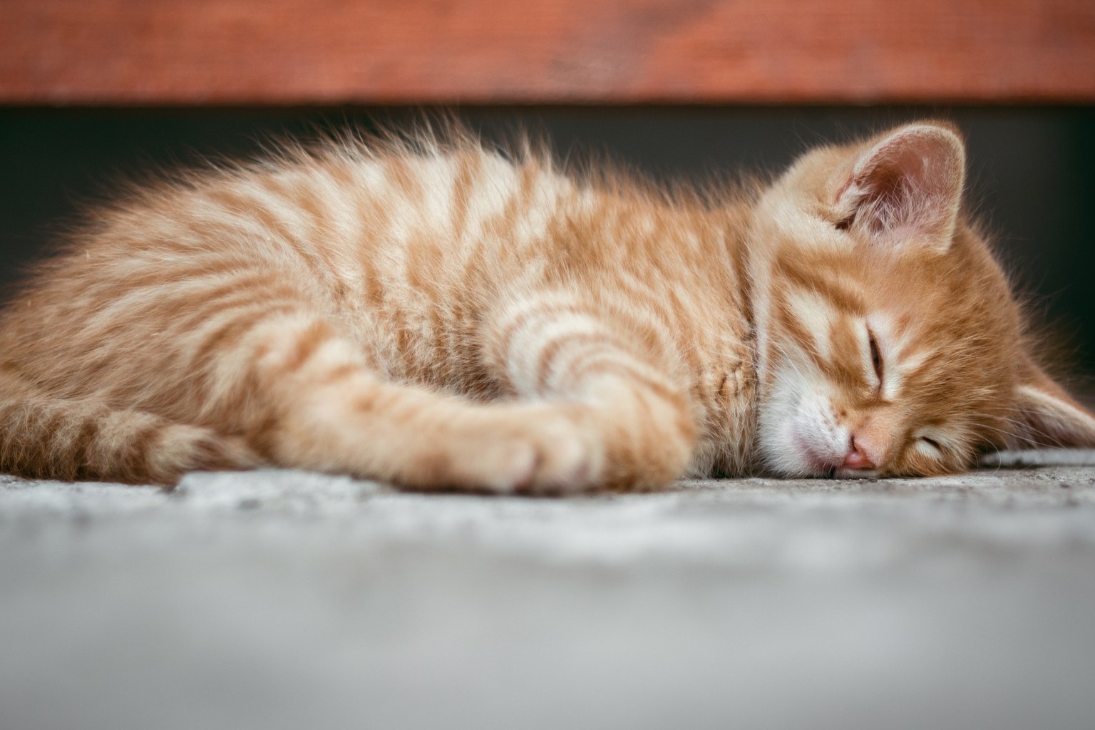 宠物药：慢性肾病，首款猫贫血HIF-PHI新药登陆市场