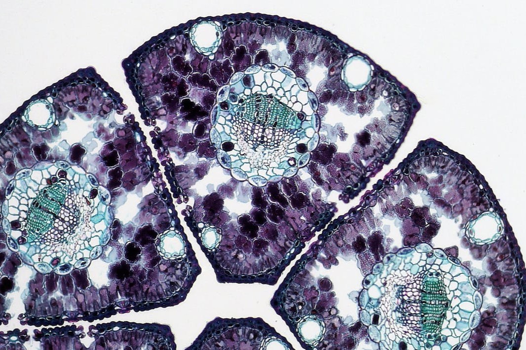 CGT产业现状与未来趋势蓝皮书