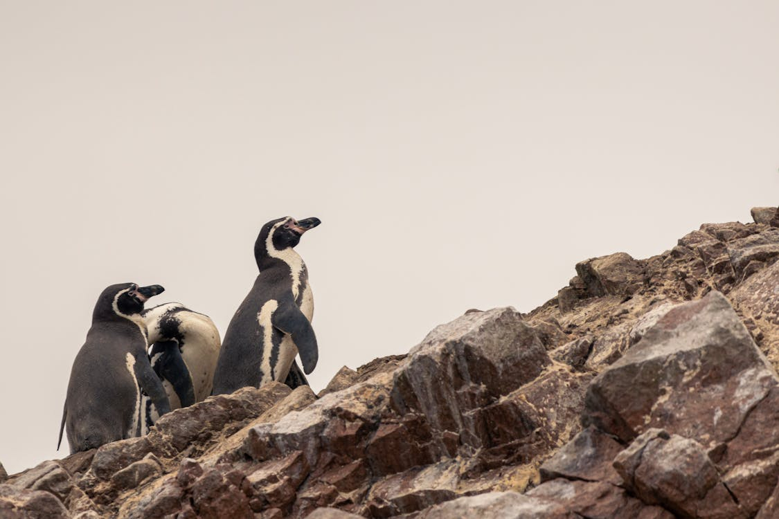 2024年中药上市公司中报，六巨头净利超10亿，云南白药领跑！